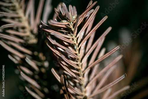 Photography close up of pine, nacka, sverige, sweden, stockholm