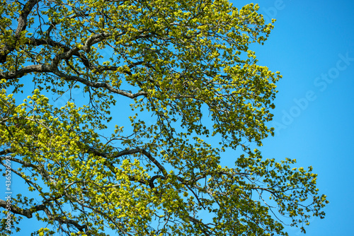 Photography leaves against blue sky, nacka, sverige, sweden, stockholm