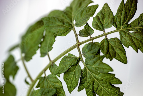 Canvas Print green leaves on a branch, nacka, sverige, sweden, stockholm