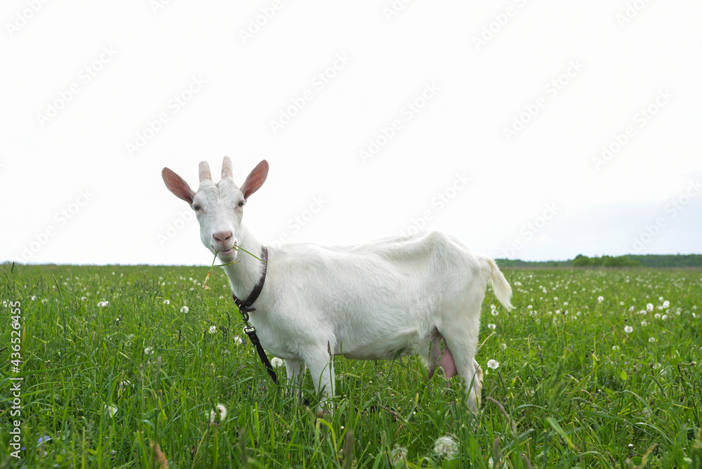 Obraz premium white adult goat grazing on a green field, summer day