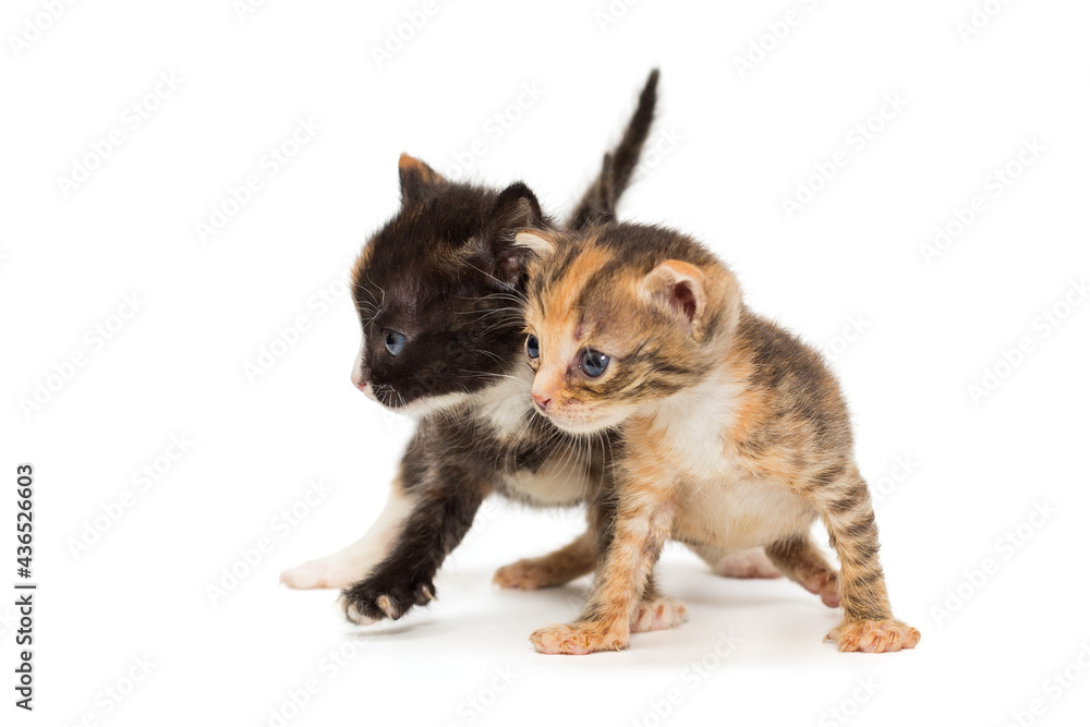 Two funny kittens in fancy colors