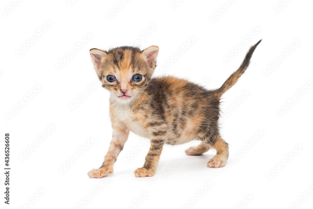 Small kitten of fancy colors Small kitten of fancy colors