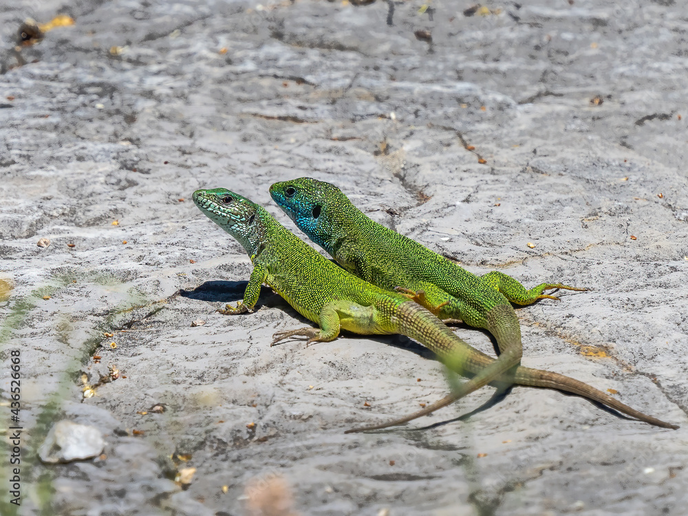 Fototapeta premium European green lizard - Lacerta viridis