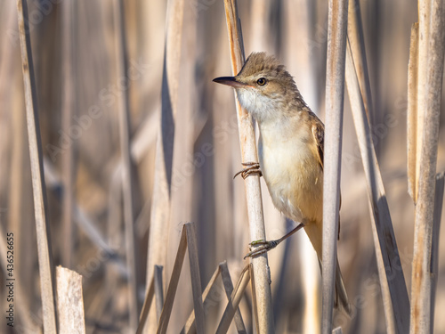 Great reed warbler - Acrocephalus arundinaceus