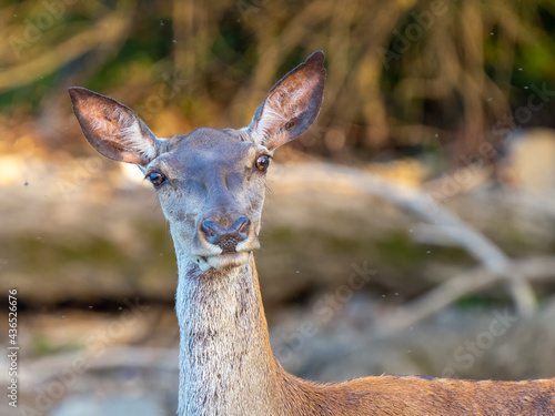Fotografie, Tablou Red deer hind - Cervus elaphus