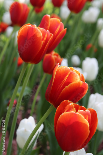 floral background  white and red tulips in the park