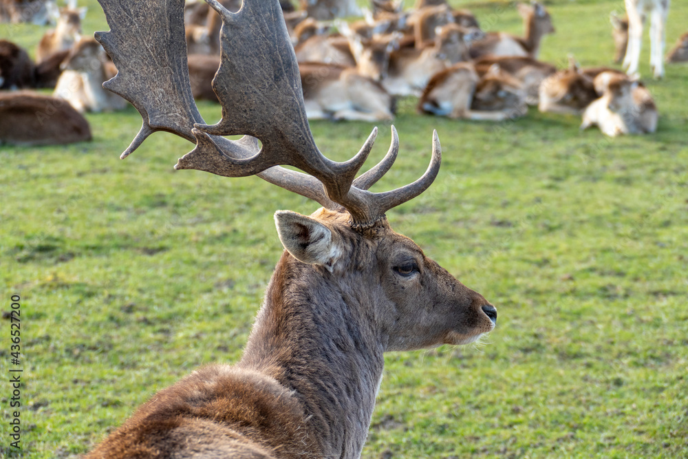 Damwild Hirsch mit Schaufelgeweih auf einer Wiese Damwild Hirsch mit Schaufelgeweih auf einer Wiese