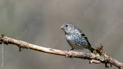 bird, natur, wild lebende tiere, spatz, tier, wild, ast, schnabel, braun, feather, bird © Oliver