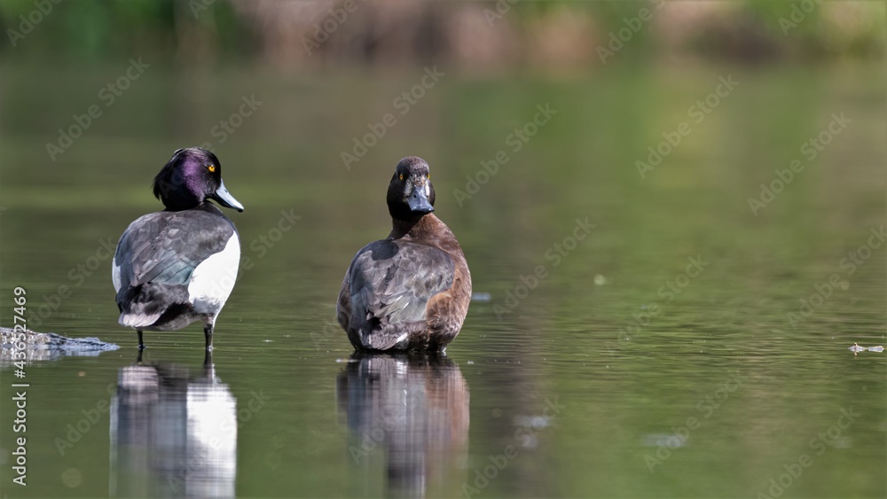 ente, bird, wasser, natur, stockente, see, wild lebende tiere, teich, ente, bird, wasser, natur, stockente, see, wild lebende tiere, teich,