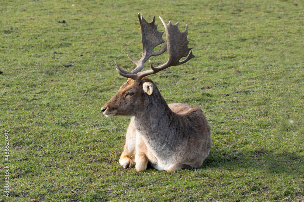 Damwild Hirsch mit Schaufelgeweih auf einer Wiese Damwild Hirsch mit Schaufelgeweih auf einer Wiese