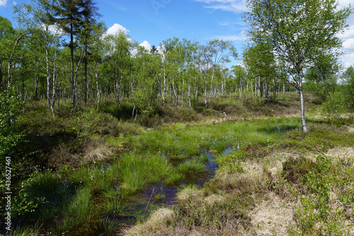 Ein kleines Gewässer im Hochmoor in Silberborn im Solling - A small body of water in the raised bog in Silberborn in Solling photo