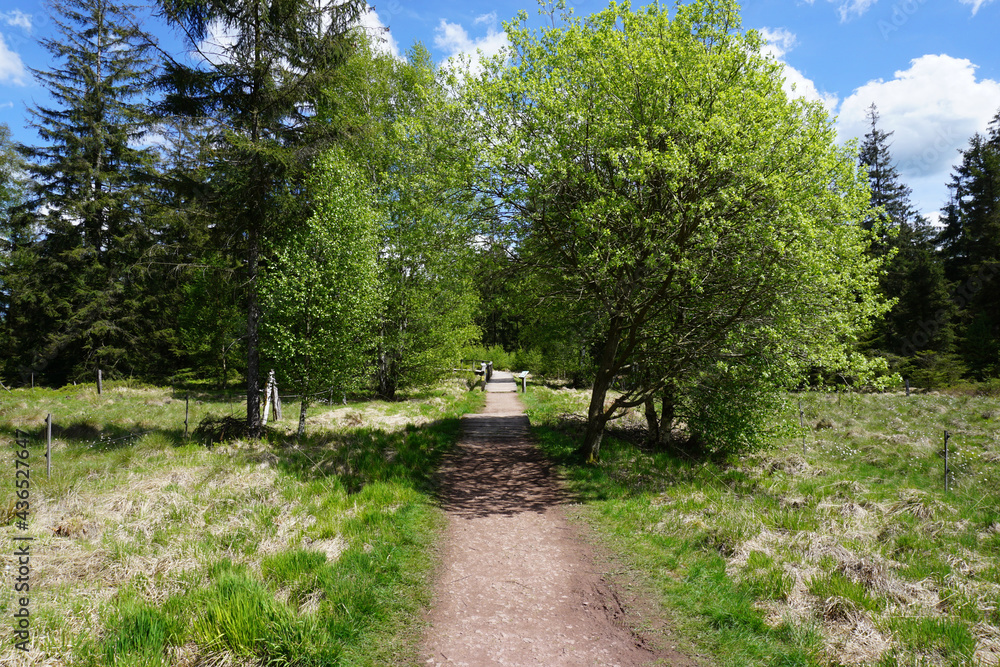 Weg durch das Naturschutzgebiet Hochmoor in Silberborn im Solling Weg durch das Naturschutzgebiet Hochmoor in Silberborn im Solling