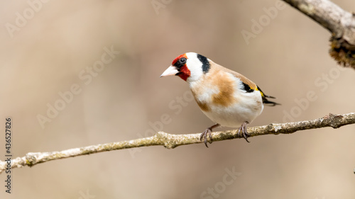 bird, robin, natur, ast, wild lebende tiere, tier, baum, bird, rot, stieglitz