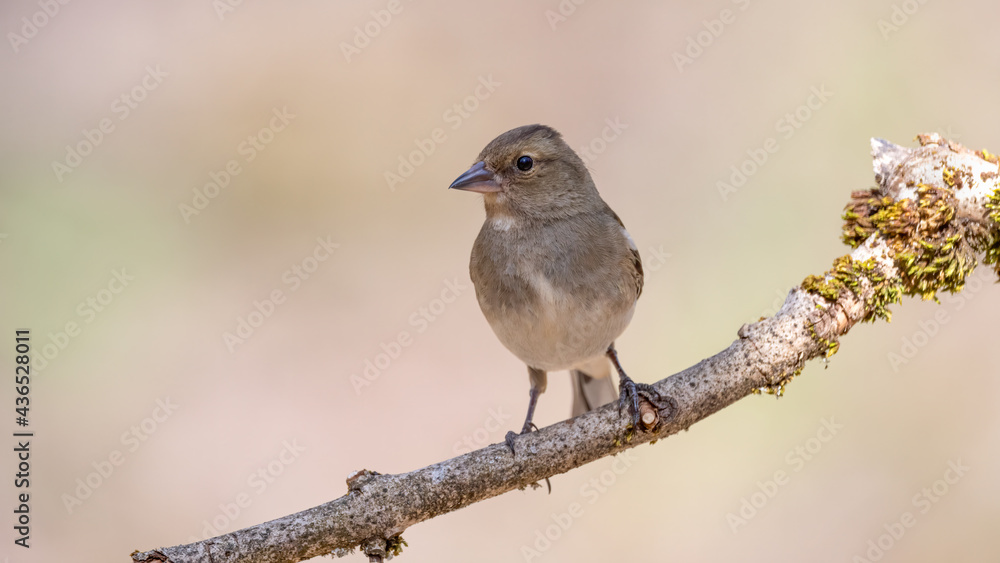 bird, natur, wild lebende tiere, spatz, tier, wild, ast, robin, baum, schnabel, bird, natur, wild lebende tiere, spatz, tier, wild, ast, robin, baum, schnabel,