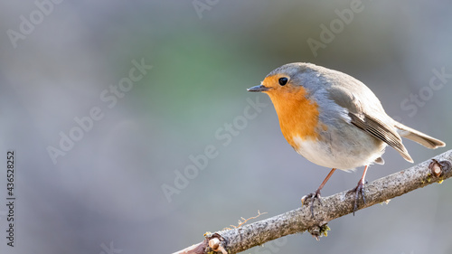 bird, robin, wild lebende tiere, natur, ast, tier, rot, baum, wild, rotkehlchen © Oliver