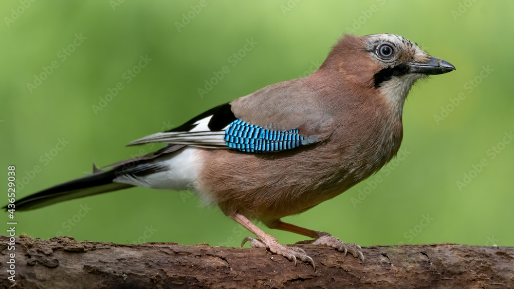 bird, natur, wild lebende tiere, eichelhäher, tier, wild, blau, schnabel, bird, natur, wild lebende tiere, eichelhäher, tier, wild, blau, schnabel,