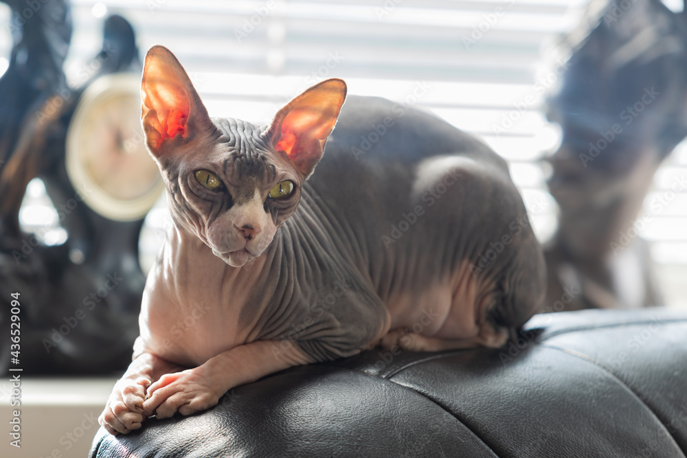 Portrait of an adult exotic Sphynx cat. The cat has no hair. Stock Photo |  Adobe Stock