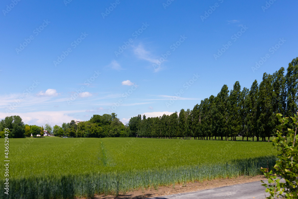 Italian cultivation field of wheat ceral at sunset