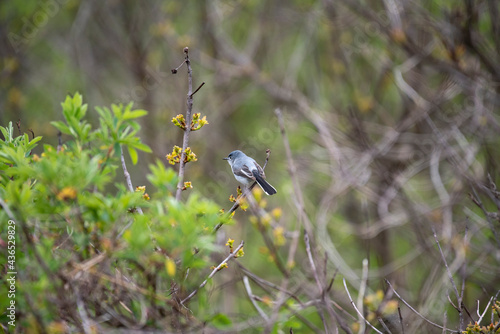 Blue Gray Gnatcatcher photo