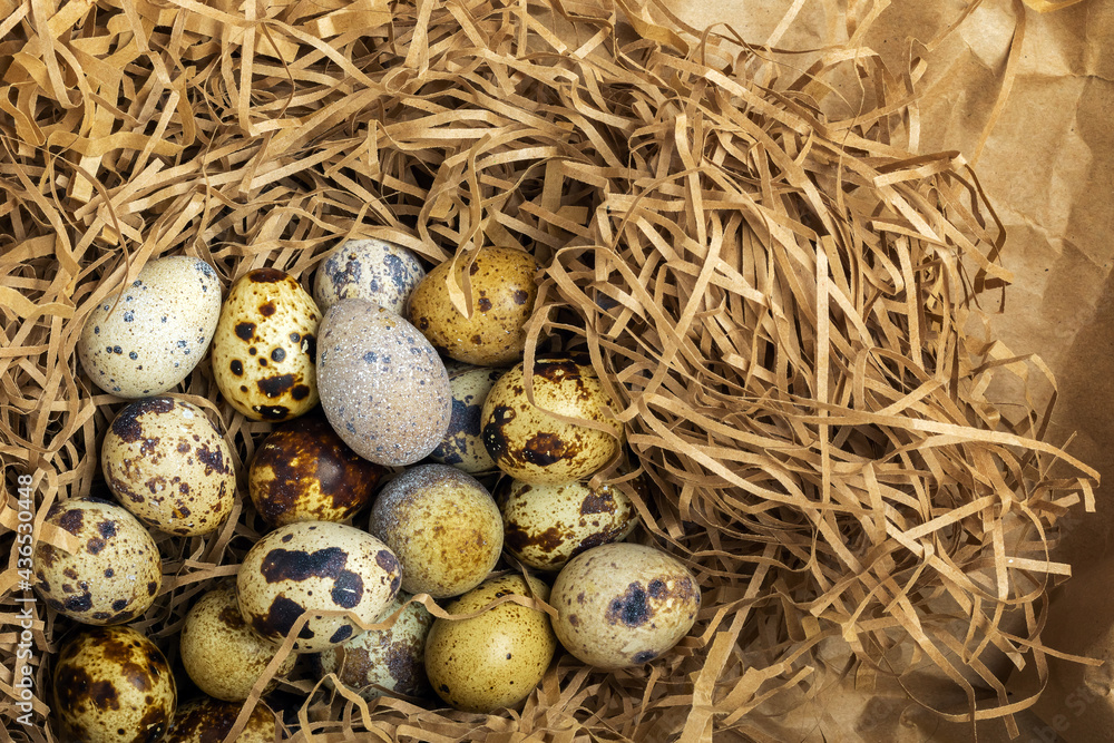 Quail eggs of different colors in protective packaging Quail eggs of different colors in protective packaging
