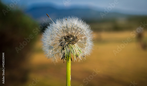 Nice flower of a dandelion with a blurred background and warm colors. nature against a blurred blue sky with clouds.