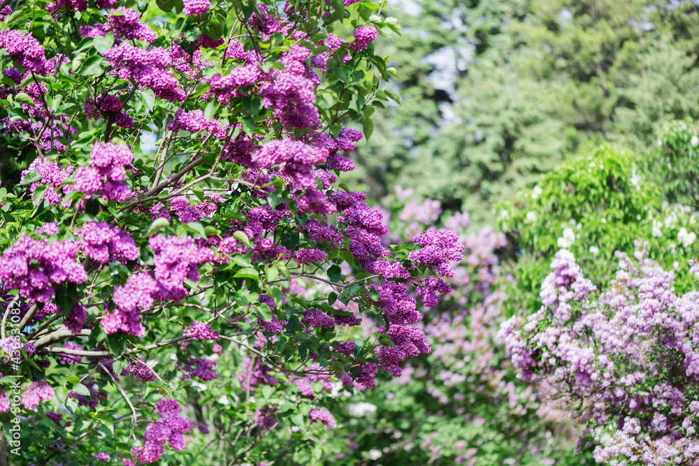 Lilac is a luxurious shrub, extremely hardy, which grows well outdoors both in the south and in the north of Europe and adorns gardens with large inflorescences in spring. Lilac is a luxurious shrub, extremely hardy, which grows well outdoors both in the south and in the north of Europe and adorns gardens with large inflorescences in spring.