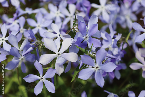 Εκτύπωση καμβά Tender blue Woodland phlox or Phlox divaricata