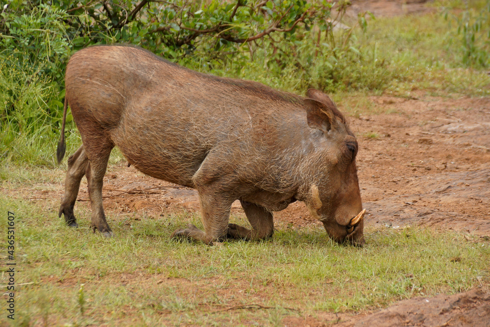 Savanna warthog kneels to graze in Kenya Savanna warthog kneels to graze in Kenya