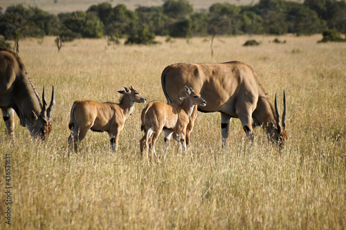 Elands with calves, Kenya