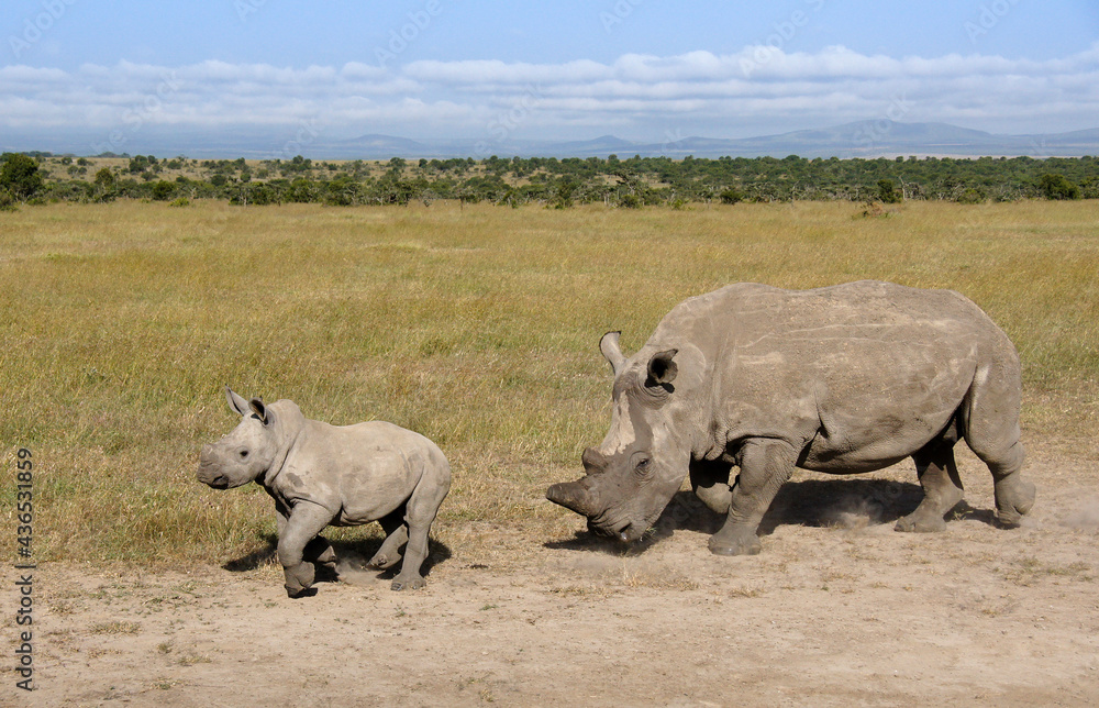 Fototapeta premium White rhinoceros with calf, Ol Pejeta Conservancy, Kenya