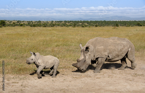 White rhinoceros with calf  Ol Pejeta Conservancy  Kenya
