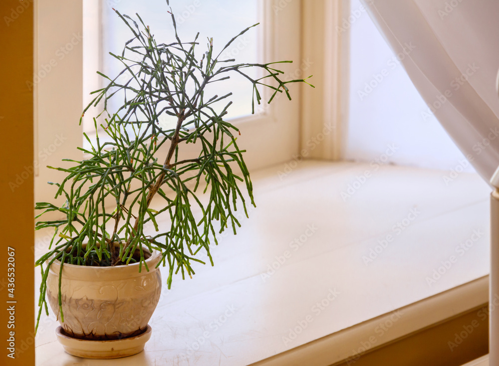 One rhipsalis plant pot windowsill home interior. Plants and succulents. Botanical home gardening.