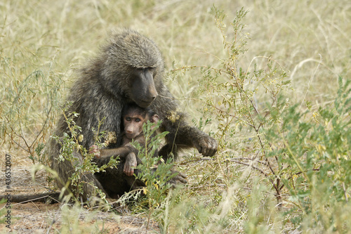 Canvas Print Female olive (savanna, anubis) baboon cradling offspring, Samburu Game Reserve,