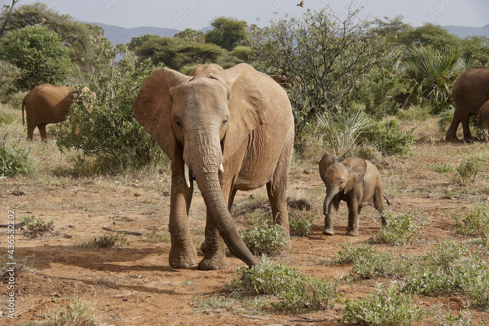 Fototapeta premium African elephants, Samburu Game Reserve, Kenya