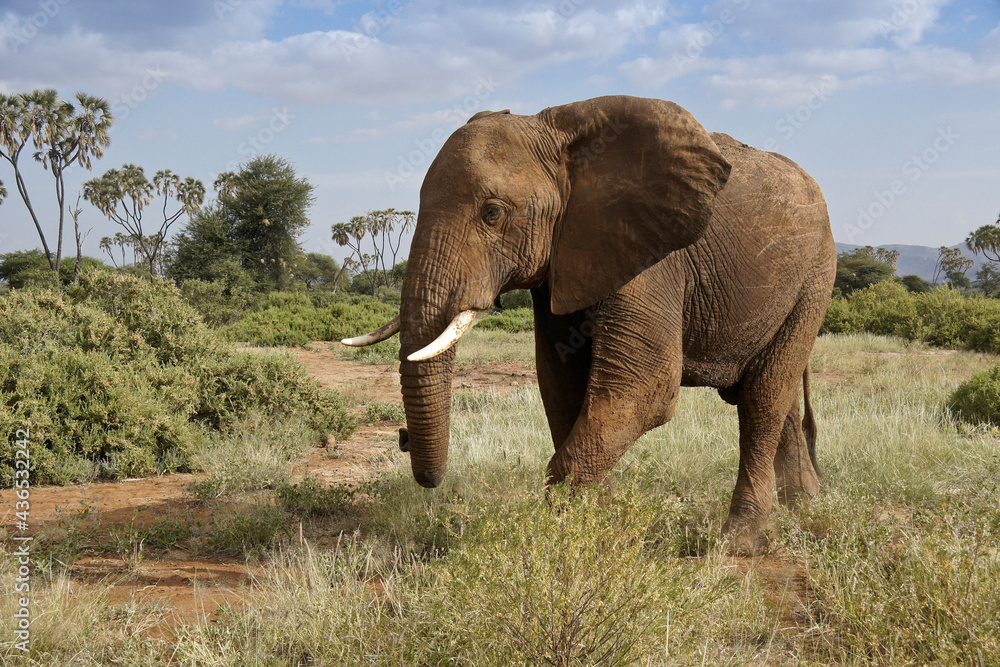 Bull elephant and doum palms, Samburu Game Reserve, Kenya Bull elephant and doum palms, Samburu Game Reserve, Kenya