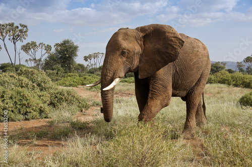 Bull elephant and doum palms  Samburu Game Reserve  Kenya