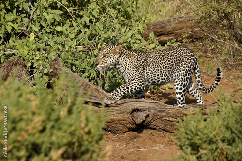 Leopard walking over dead tree, Samburu Game Reserve, Kenya