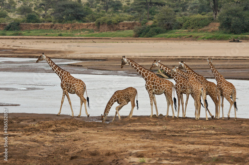 Reticulated giraffes at the Ewaso (Uaso) Nyiro River, Samburu Game Reserve, Kenya photo