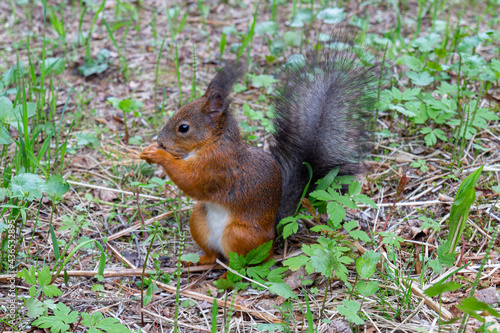 Fluffy red squirrel sits in a forest glade and gnaws a nut