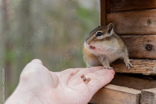 Wild chipmunk eating cedar nuts from man hand