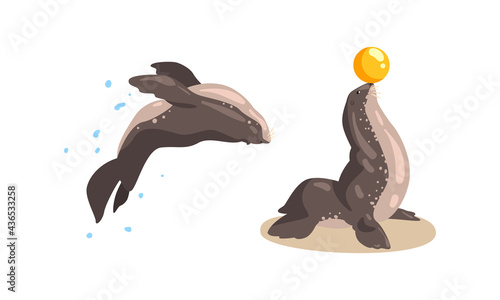 Fur Seal Animals Performing in Dolphinarium or Oceanarium Cartoon Vector Illustration