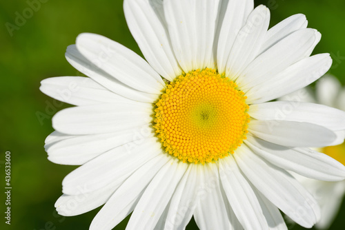 Close-up of a white marguerite with yellow pollen against a green background in spring