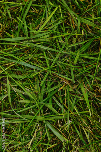 Bush of green grass.