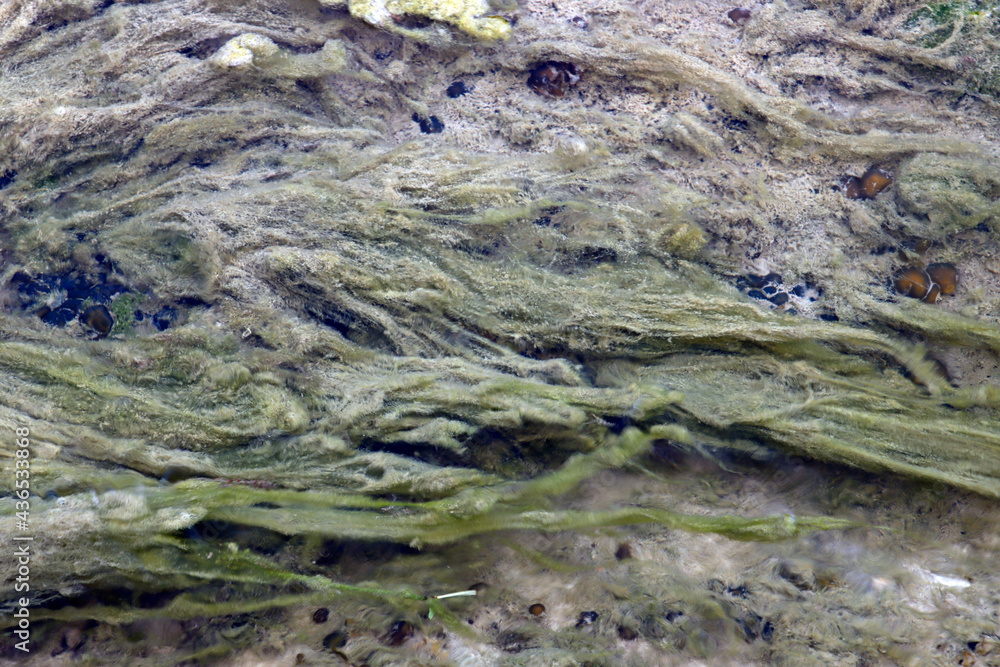 Seaweed on the beach