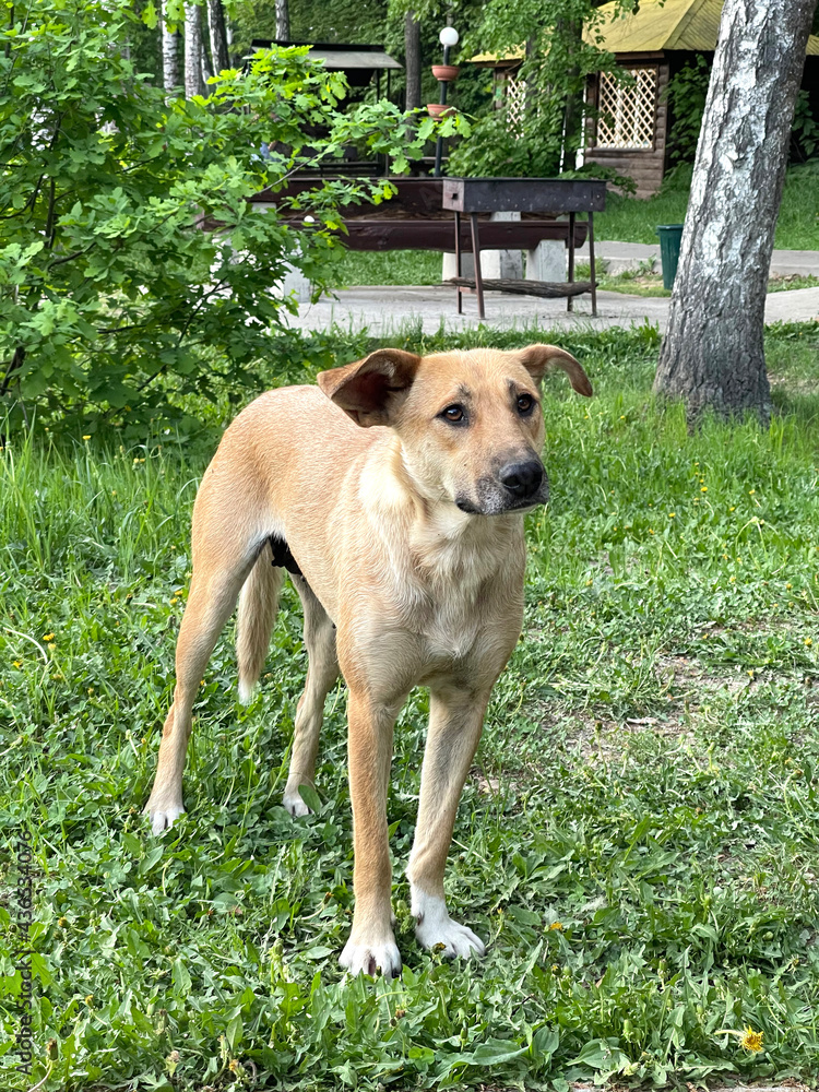 Skinny mongrel dog in the park, looking plaintively Skinny mongrel dog in the park, looking plaintively