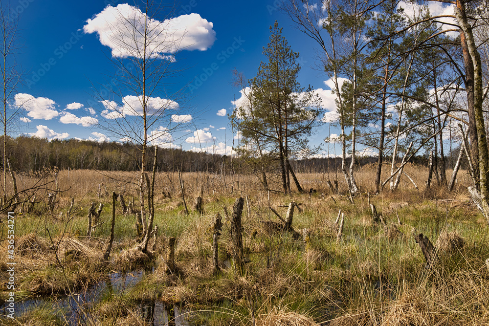 Spring trees in the swamp