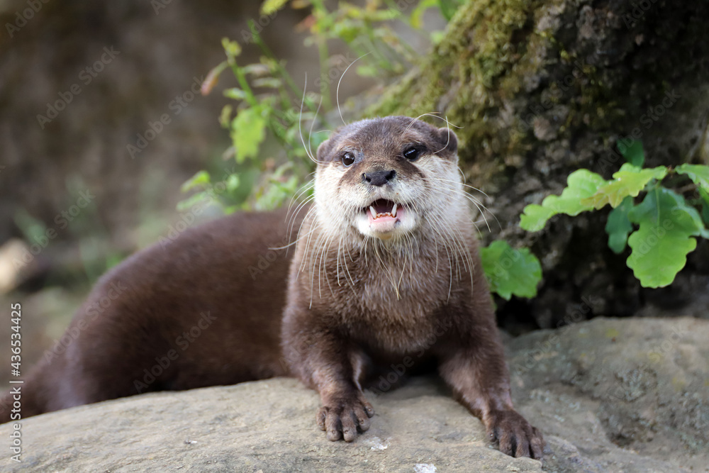 Loutre de rivière qui s'exprime Loutre de rivière qui s'exprime