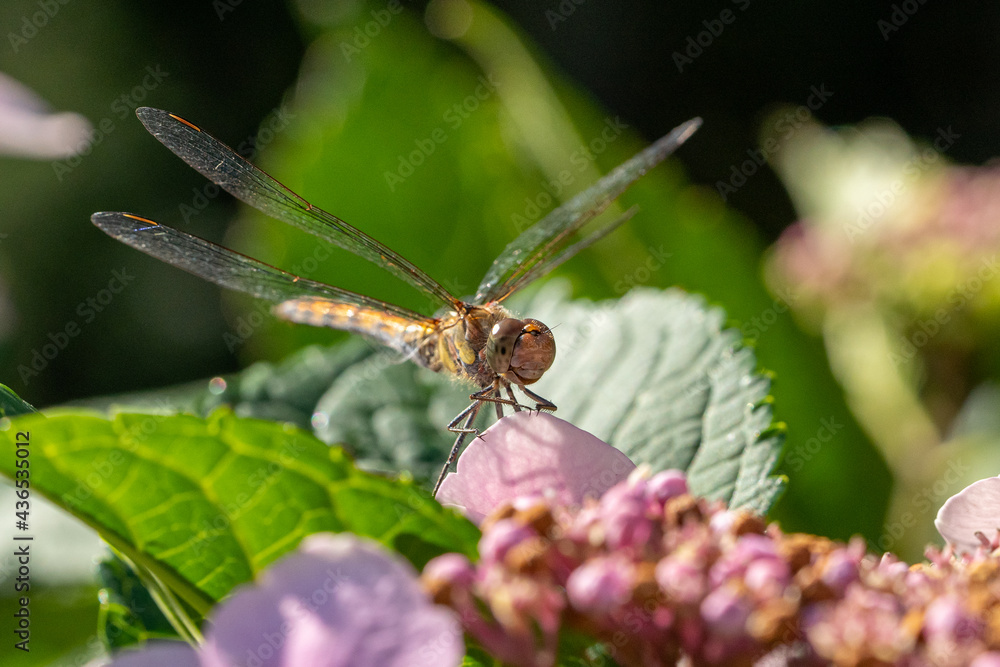 A gorgeous dragonfly sitting on a hydrangea A gorgeous dragonfly sitting on a hydrangea