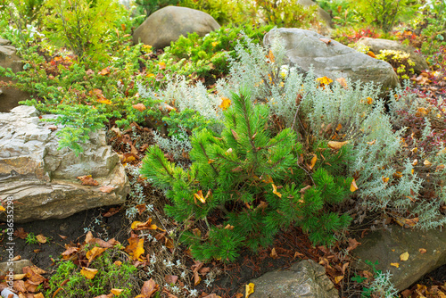 Alpine slide with plants and stones for home decoration