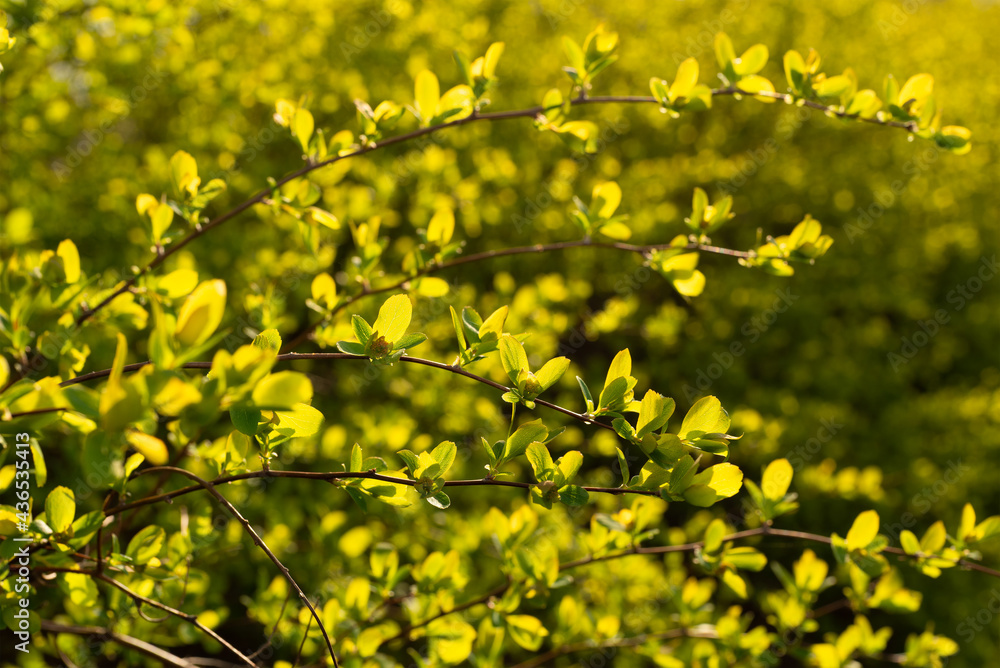 Young leaves of Spirea in contrast rays Young leaves of Spirea in contrast rays